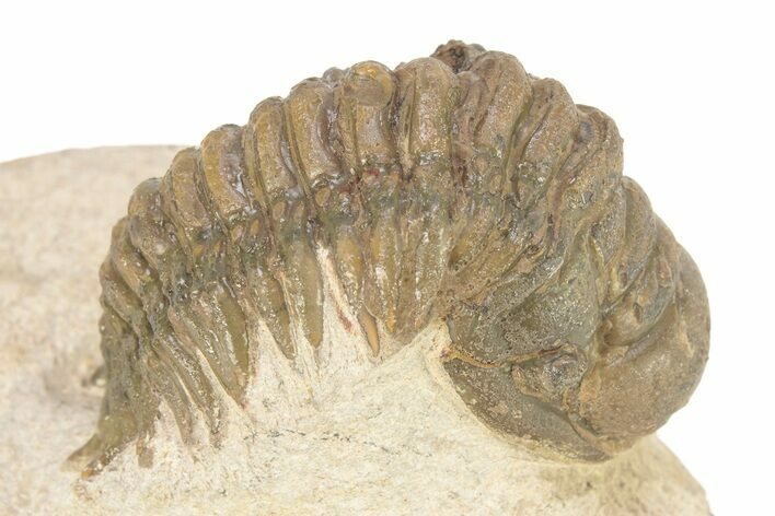 Detailed Crotalocephalina Trilobite - Atchana, Morocco #273870